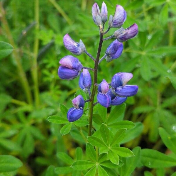 Lupinus nootkatensis 花