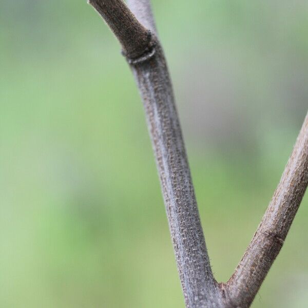 Acaciella villosa Bark