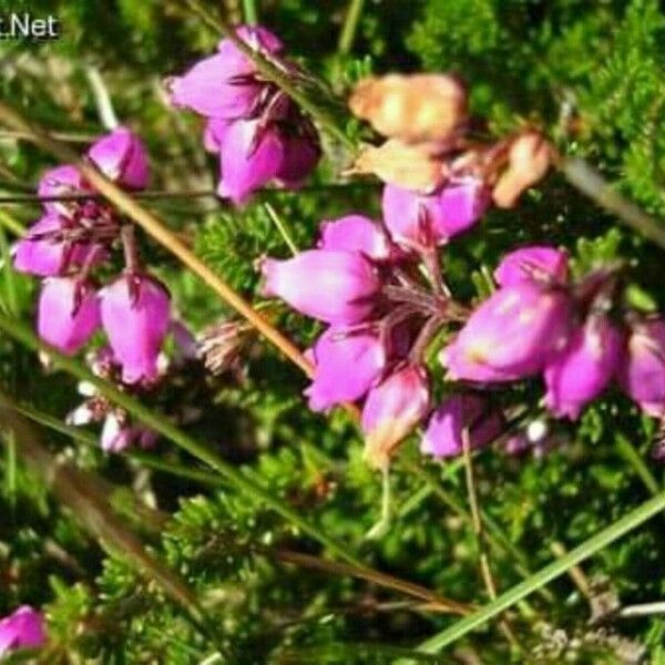 Erica verticillata Цвят