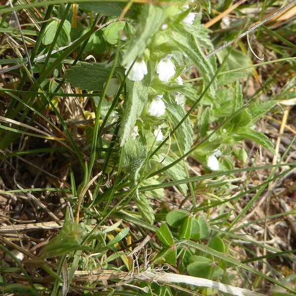 Sideritis romana Habit