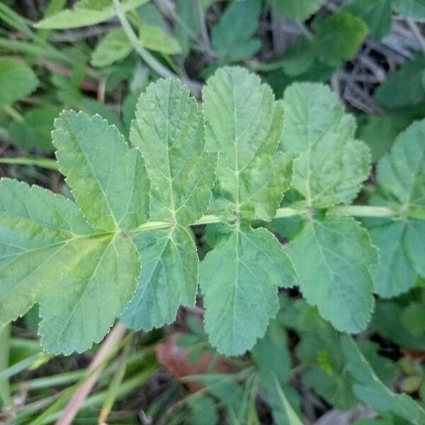 Pastinaca sativa Leaf