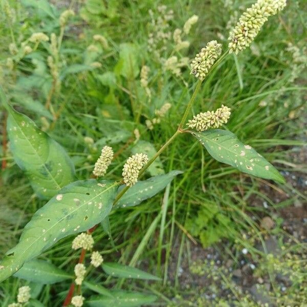 Persicaria pensylvanica Flower