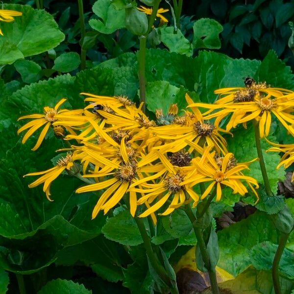 Ligularia dentata Кветка