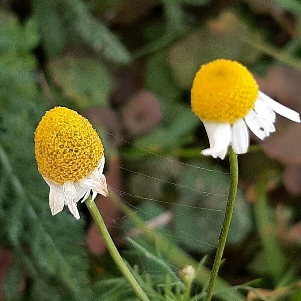 Matricaria chamomilla Flor