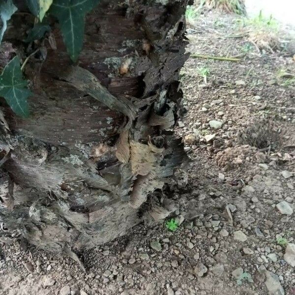 Araucaria columnaris 樹皮