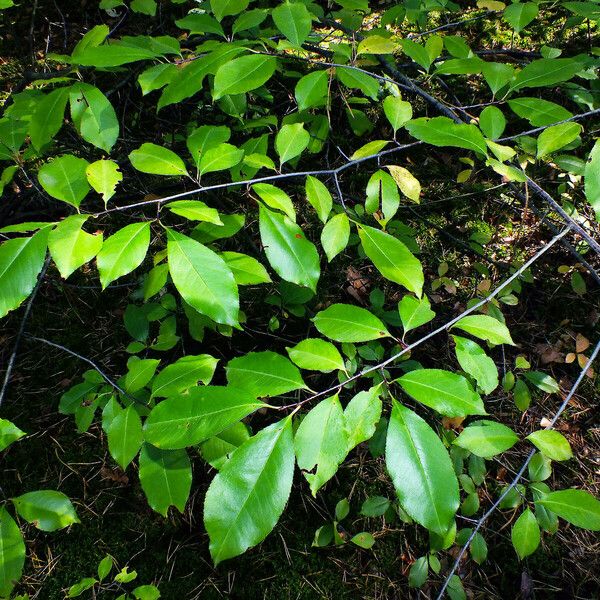 Prunus serotina Blatt