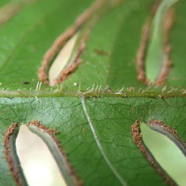 Pteris hamulosa Leaf