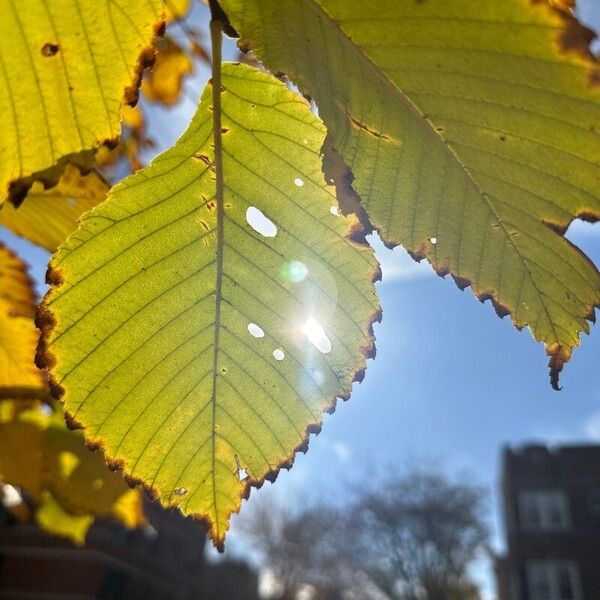 Ulmus americana Blad