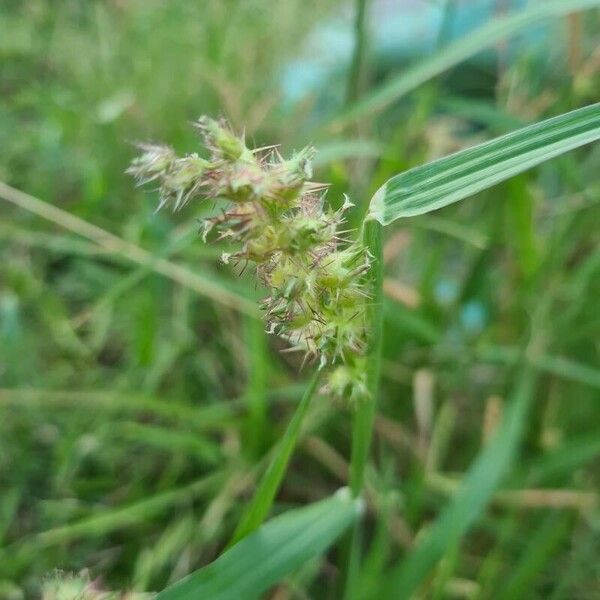 Cenchrus echinatus Blüte