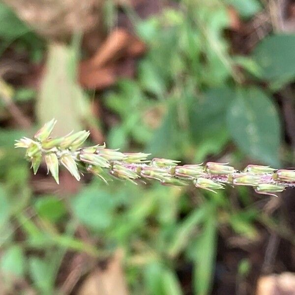 Achyranthes bidentata Плод