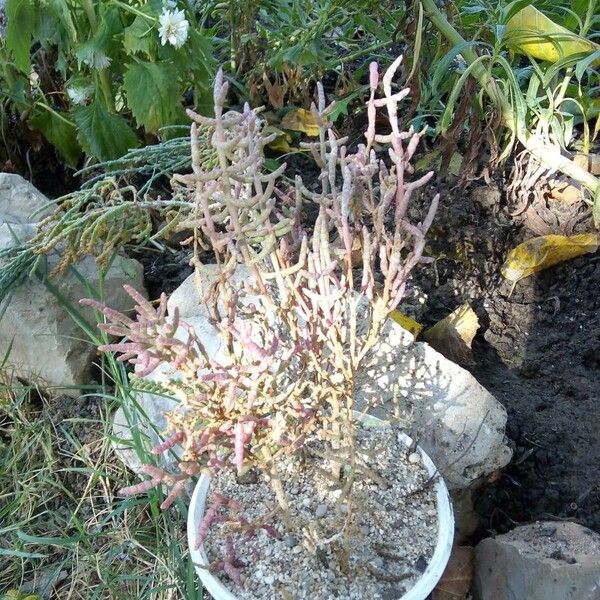 Salicornia europaea Lapas