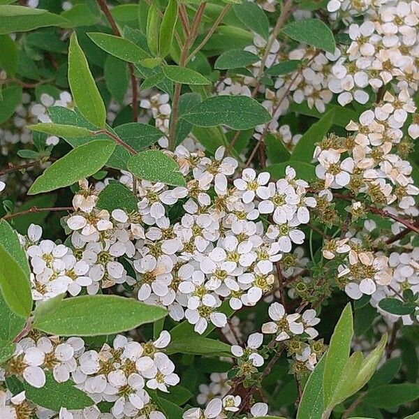 Spiraea thunbergii Lorea