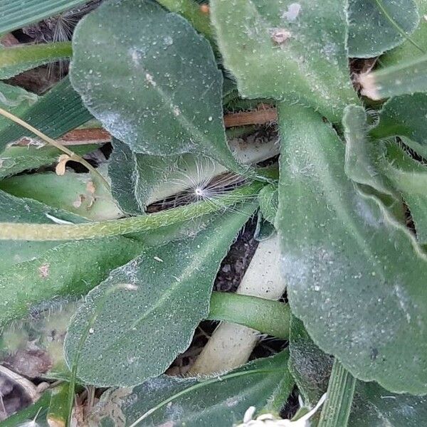 Bellis sylvestris Blad