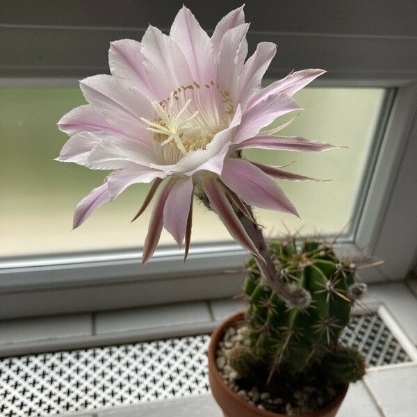 Echinopsis oxygona Žiedas