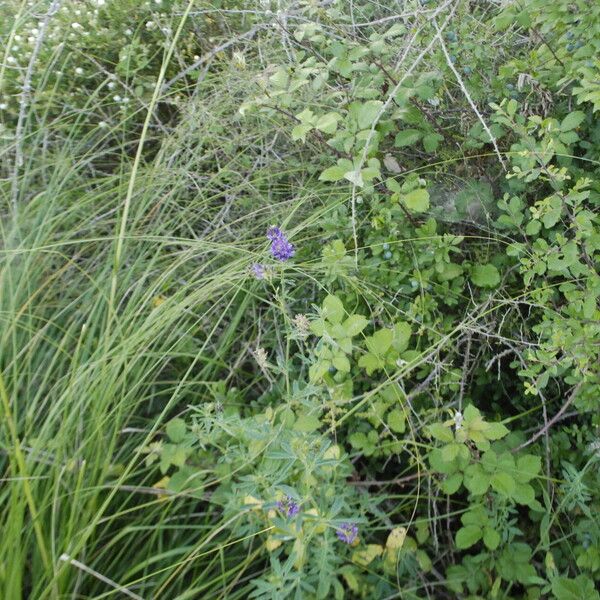 Medicago sativa Habit