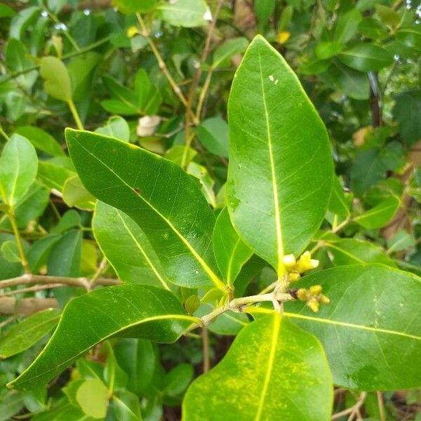 Avicennia marina Leaf