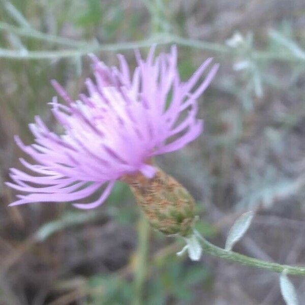 Centaurea paniculata Blomma