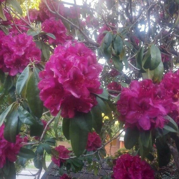 Rhododendron meddianum Кветка