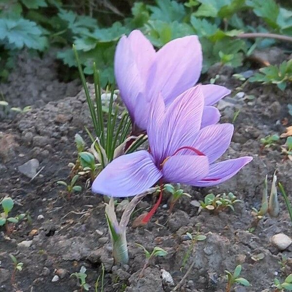 Crocus sativus ശീലം