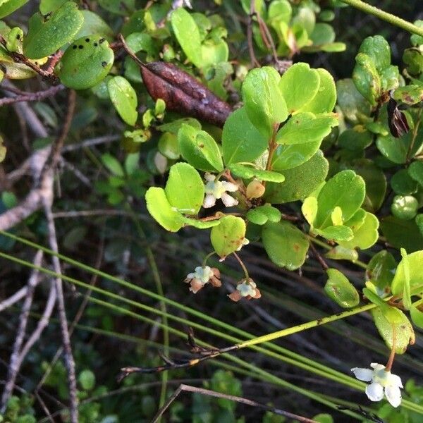 Uromyrtus emarginata Flower