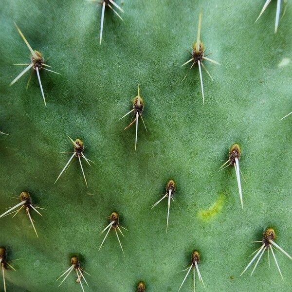 Opuntia strigil List