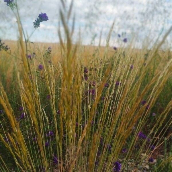 Festuca myuros Yaprak