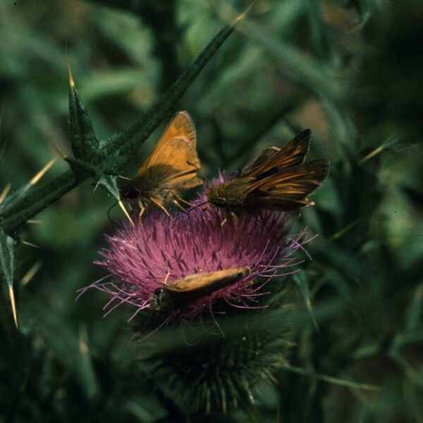 Cirsium muticum Fleur