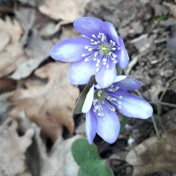 Hepatica nobilis Flower