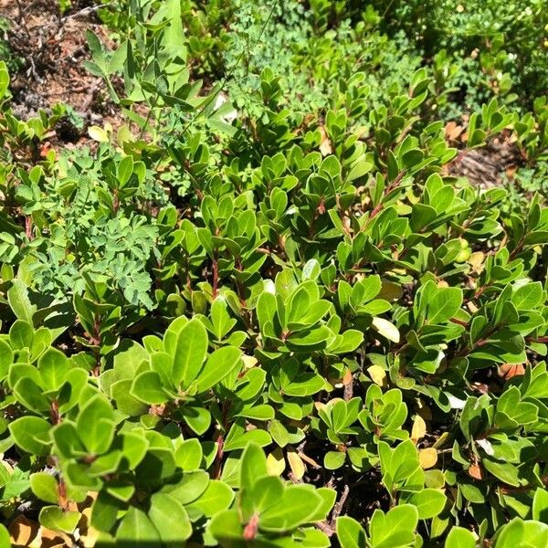 Arctostaphylos uva-ursi പുഷ്പം