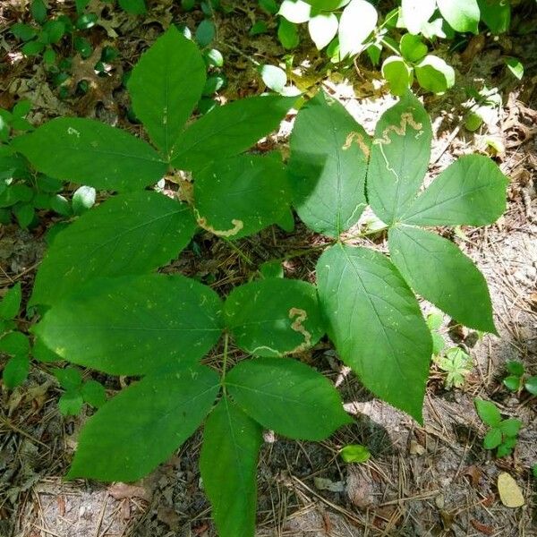 Aralia nudicaulis Levél