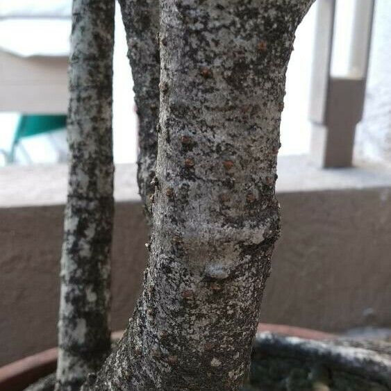 Heptapleurum actinophyllum Bark