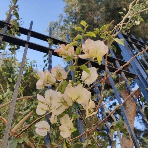 Bougainvillea spectabilis Flor