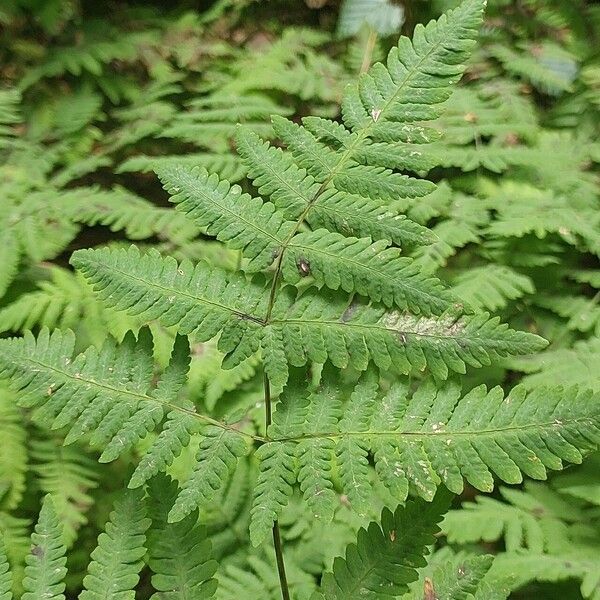 Gymnocarpium dryopteris ഇല