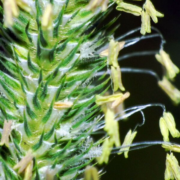 Phleum pratense Õis