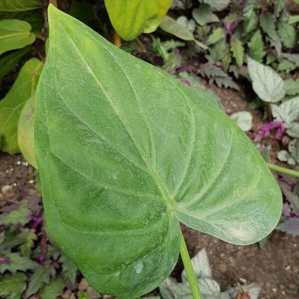 Alocasia cucullata Feuille