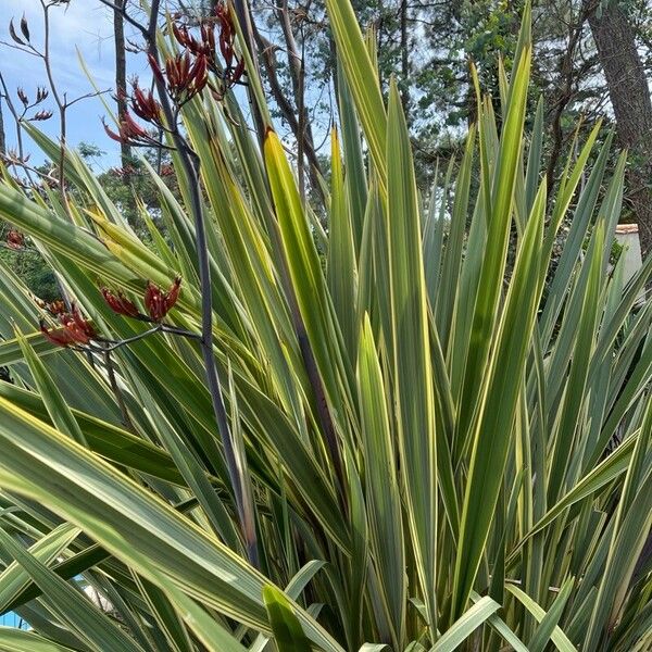 Phormium tenax Foglia