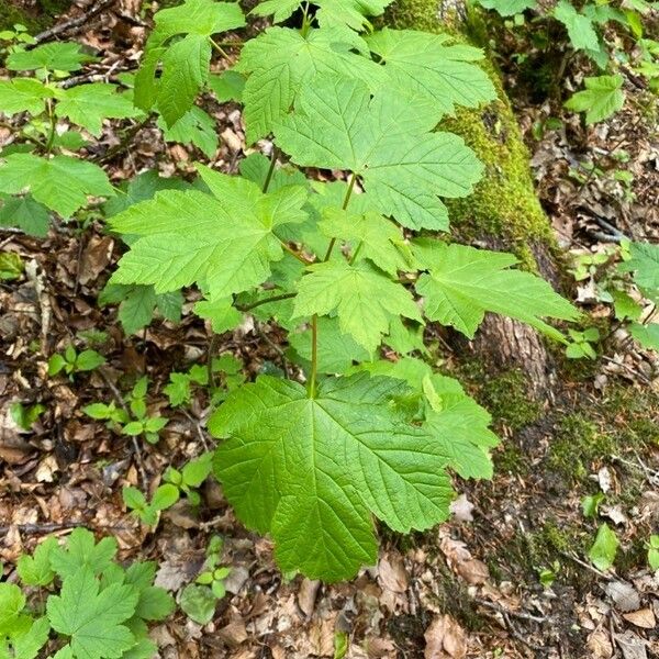 Acer pseudoplatanus Leaf