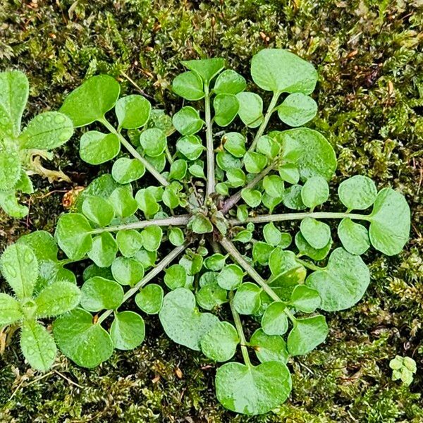 Cardamine hirsuta موطن