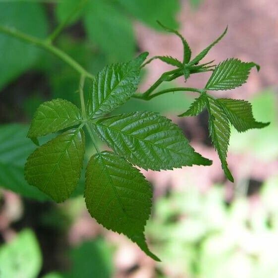 Rubus allegheniensis Leaf