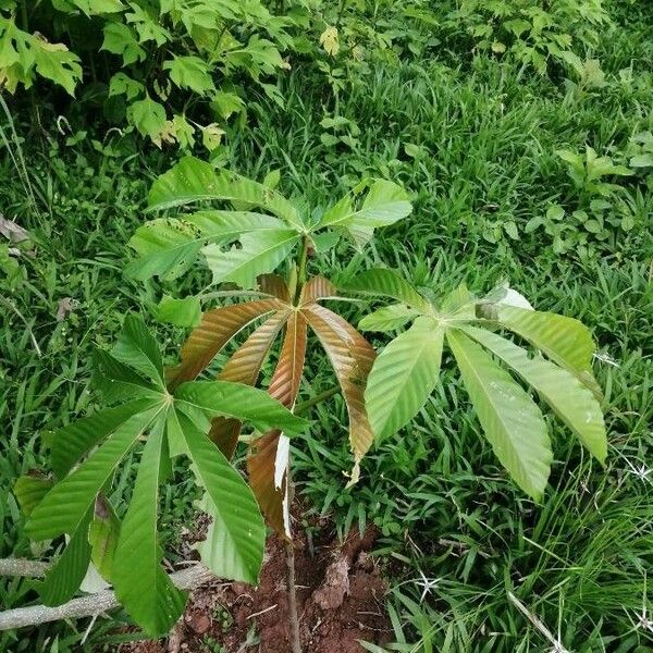 Pourouma cecropiifolia Leaf