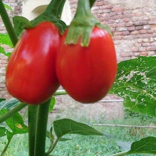 Solanum aethiopicum Frukt