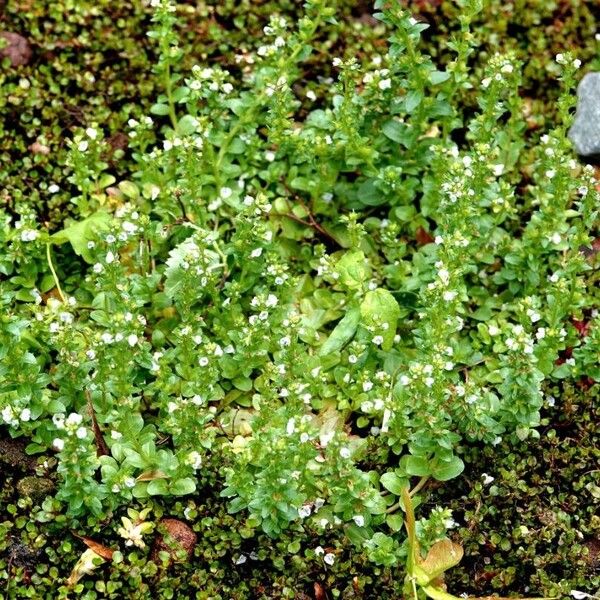 Veronica serpyllifolia Агульны выгляд