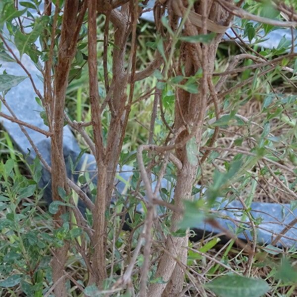 Lawsonia inermis बार्क (छाल)