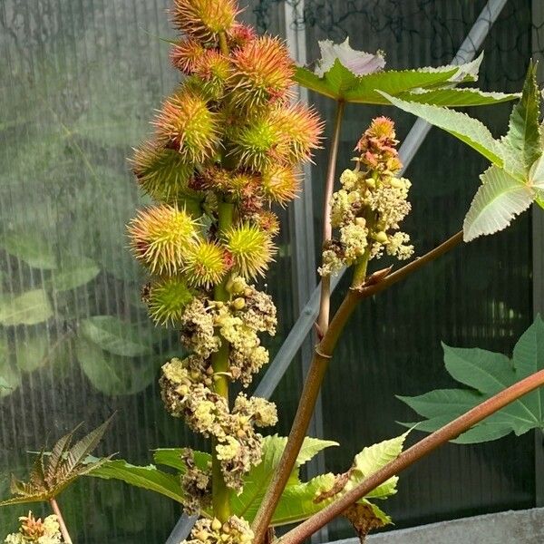 Ricinus communis Λουλούδι