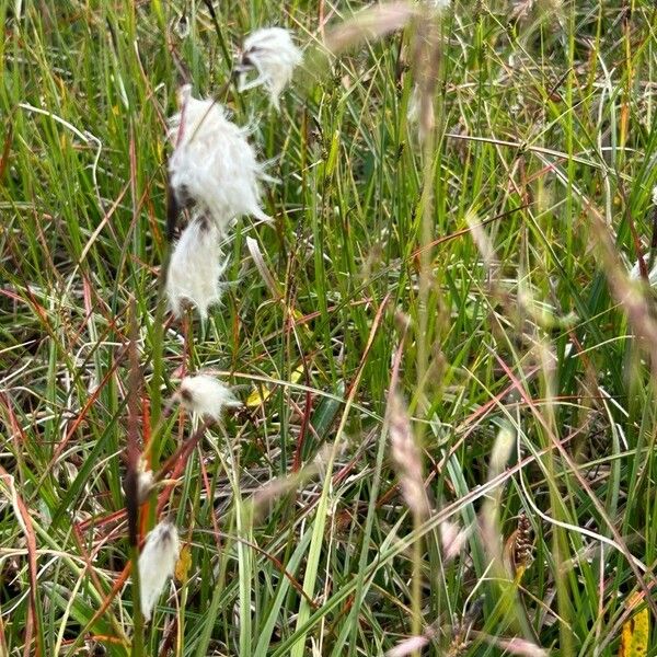 Eriophorum angustifolium 花