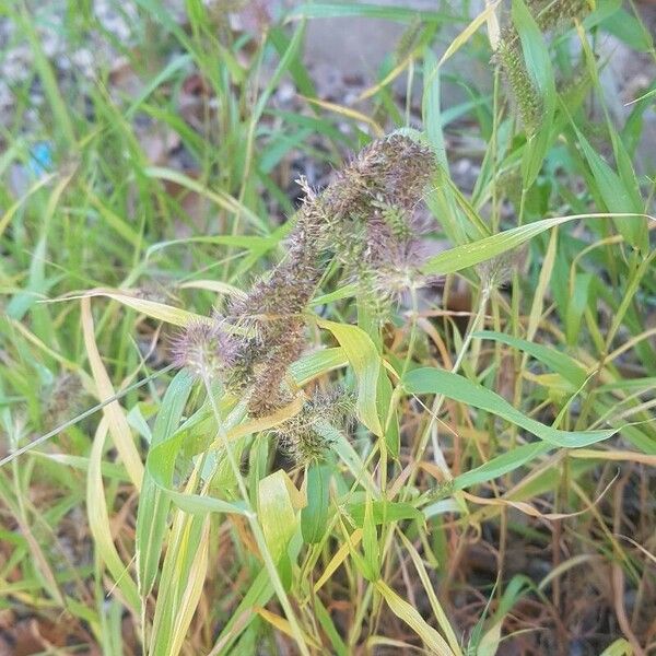 Setaria verticillata Fuelha