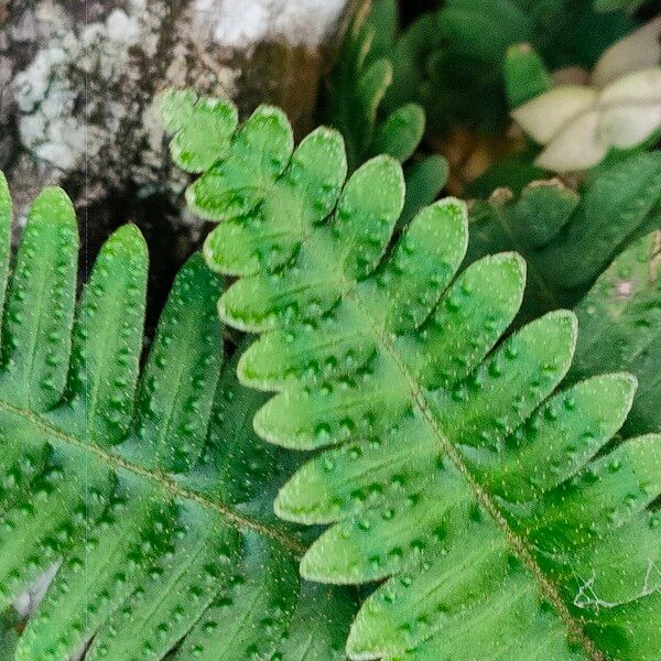 Pleopeltis polypodioides Fuelha