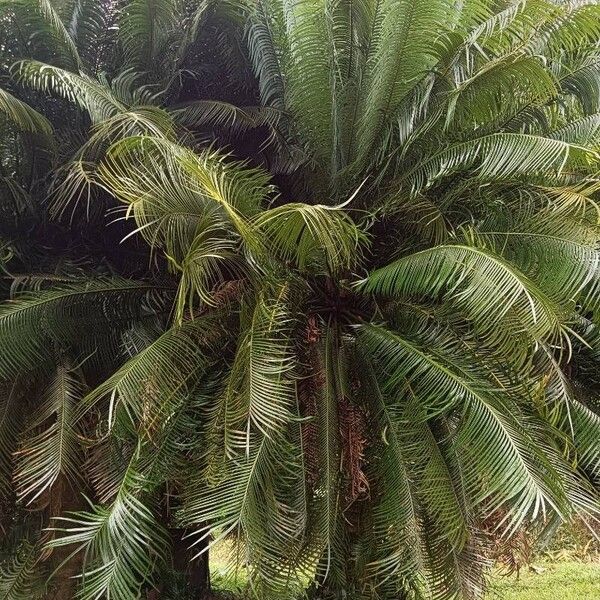 Cycas circinalis Tervik taim