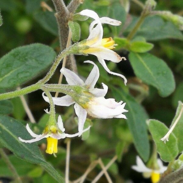 Solanum chenopodioides Λουλούδι