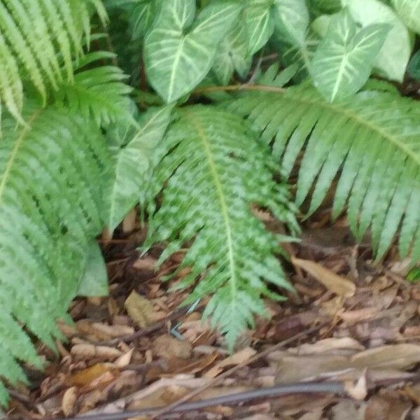 Blechnum brasiliense Лист